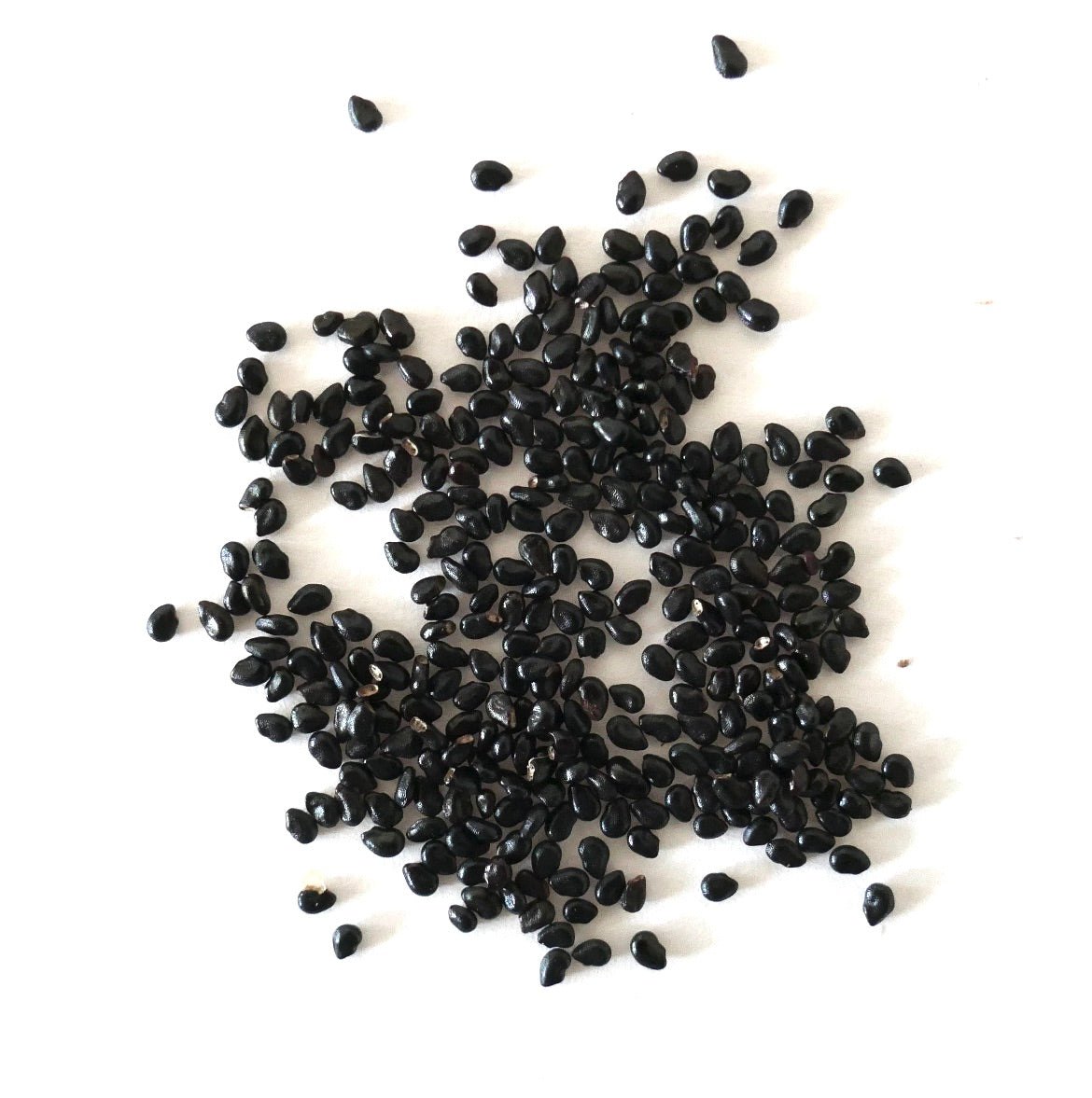 Petites graines noires brillantes de Pilosocereus polygonus pour la propagation rare de cactus succulents