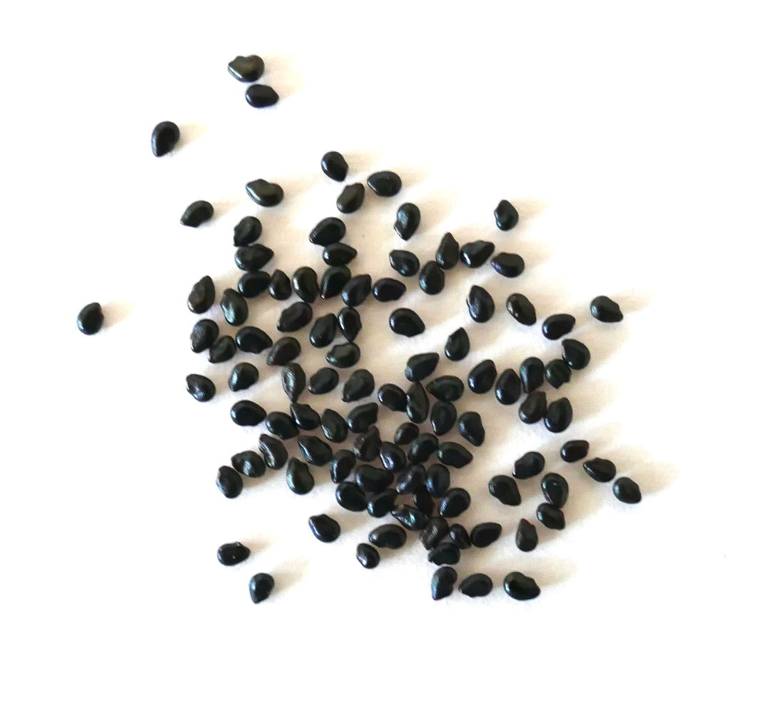 Graines de cactus noir brillant Pilosocereus polygonus éparpillées sur fond blanc