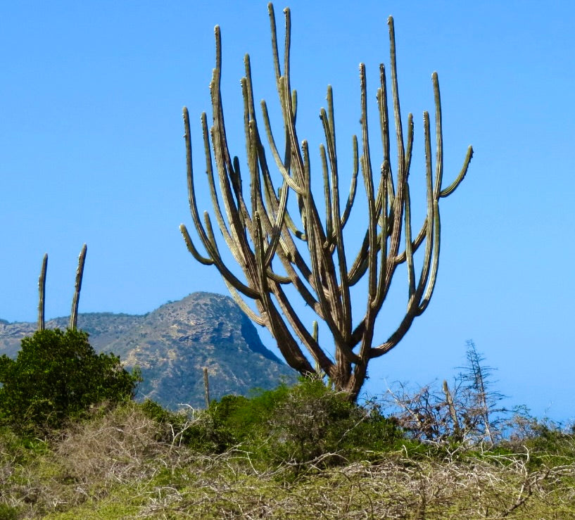 Pilosocereus polygonus SEEDS