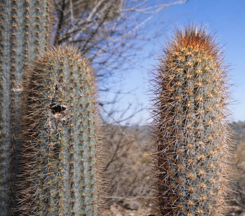 Pilosocereus zehntnerii tall spiny blue-green cactus with dense golden spines outdoors