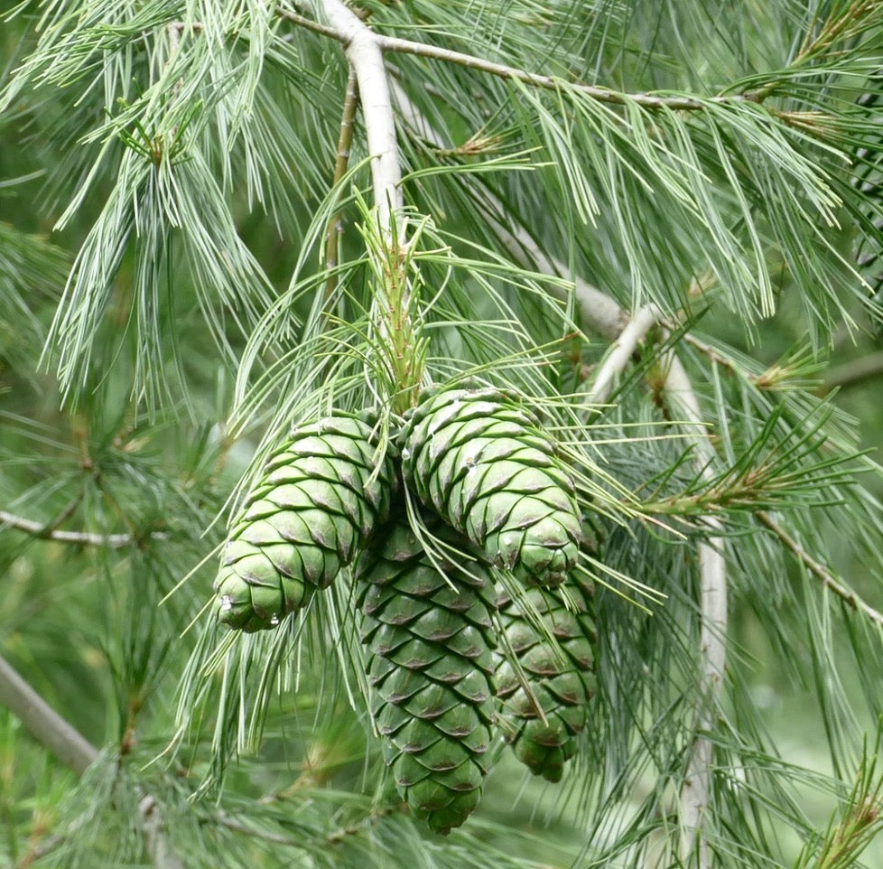 긴 가느다란 바늘 가지에 달린 소나무 아르만디이 녹색 소나무 열매