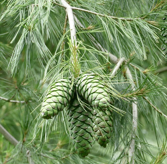 Pigne verdi di Pinus armandii appese a rami lunghi e sottili con aghi