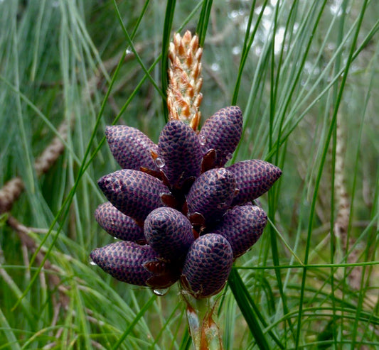 Coni seminiferi viola di Pinus devoniana con squame strutturate e sfondo di aghi verdi
