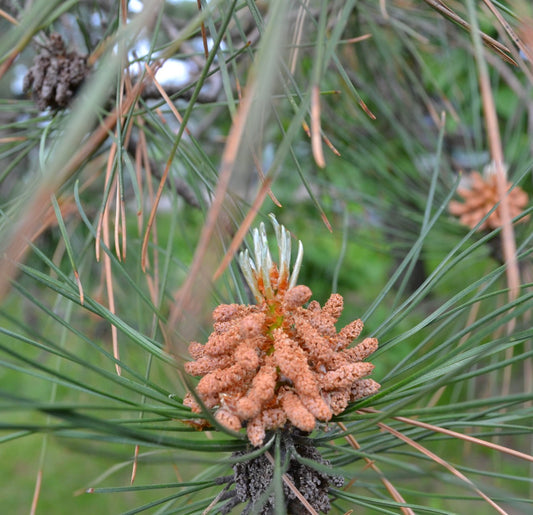 長い緑色の針葉と新鮮な花粉の塊を持つピヌス・ロクスブルギイ雄花