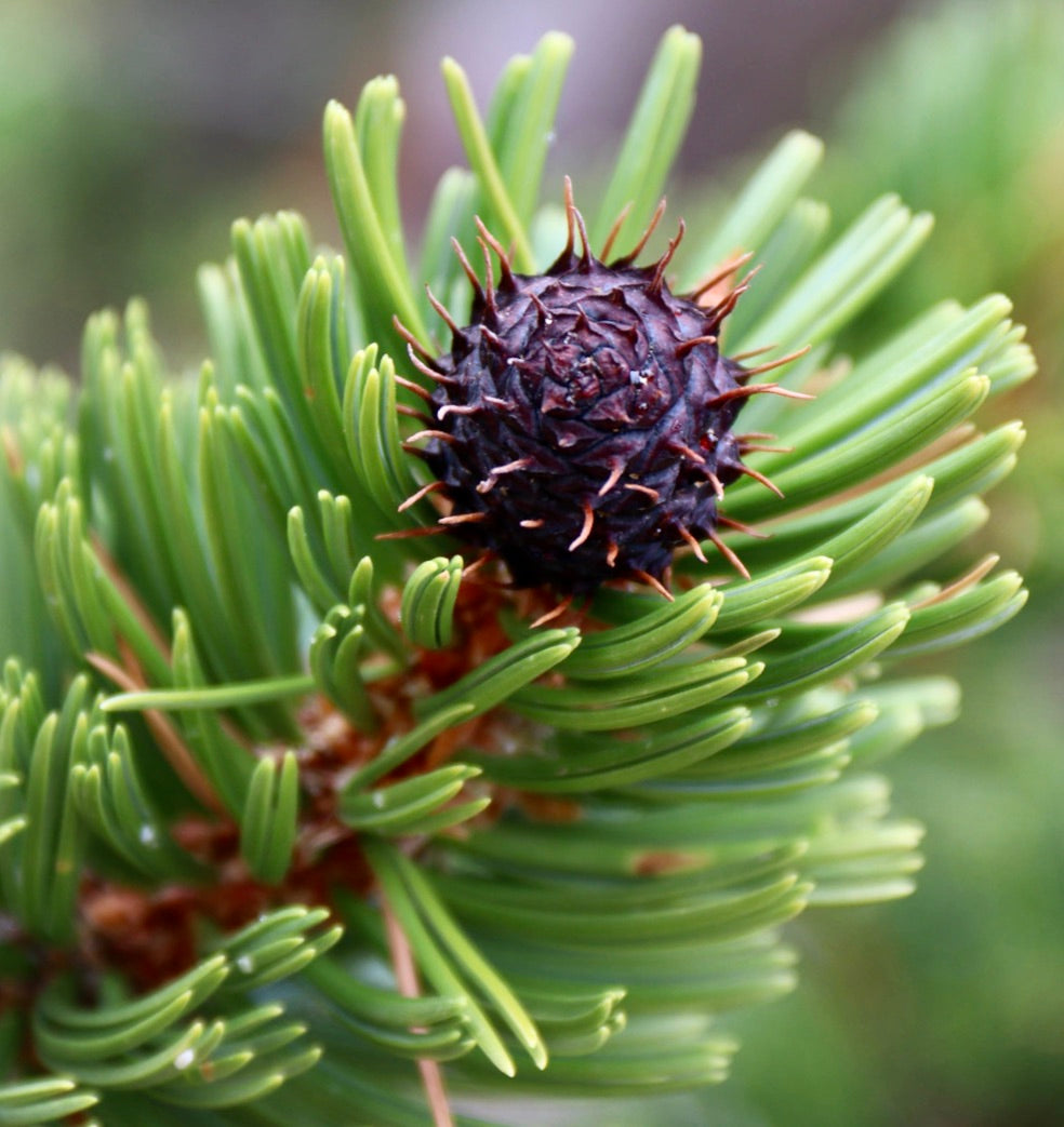 Pinus aristata em plano aproximado com folhagem de agulhas verdes e botão de pinha escuro e espinhoso