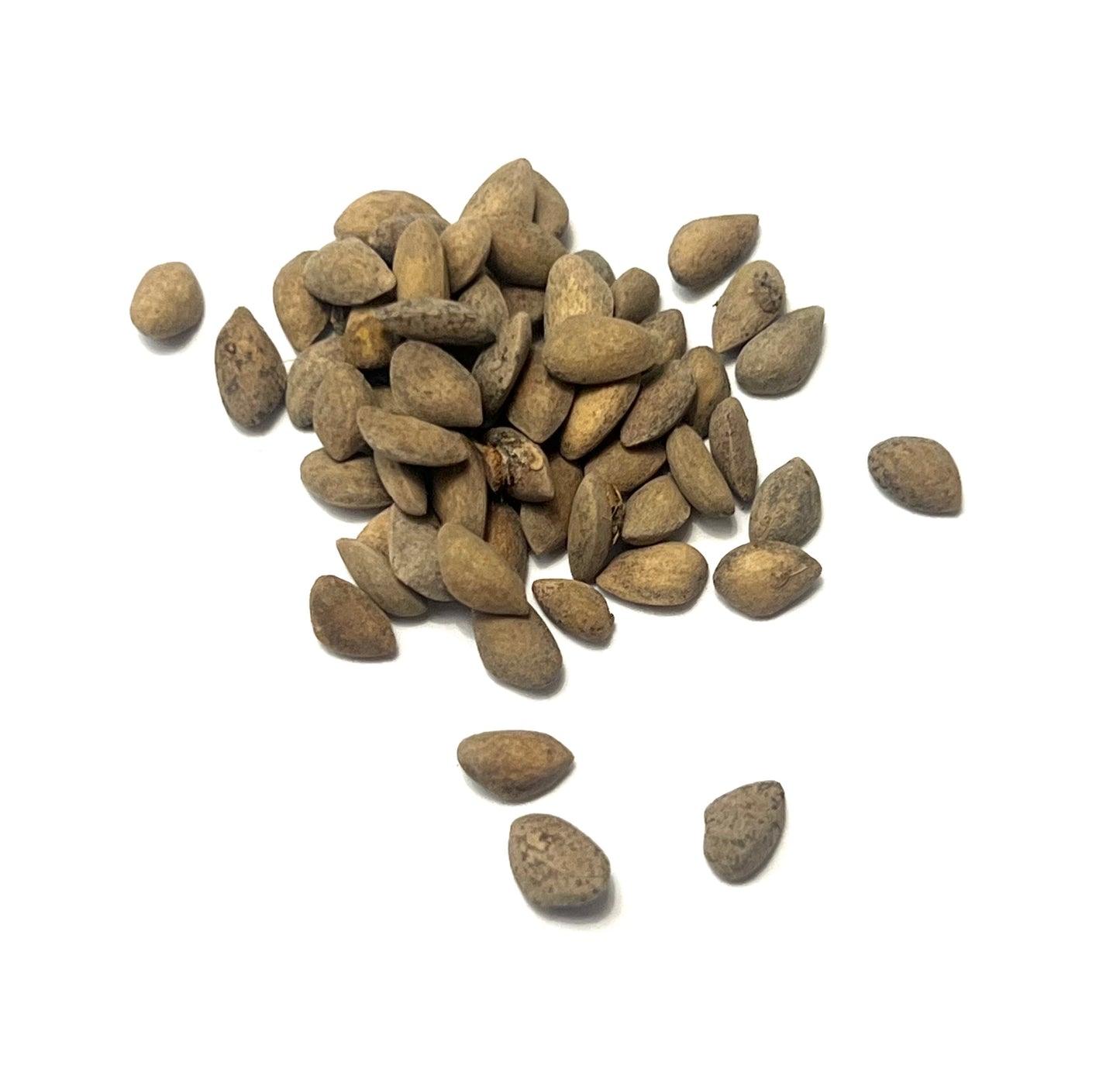 Semi piccoli marroni e strutturati di Pinus aristata per la propagazione di conifere rare