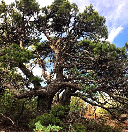 Pinus aristata mature tree with dense green needles and twisted branches in natural habitat