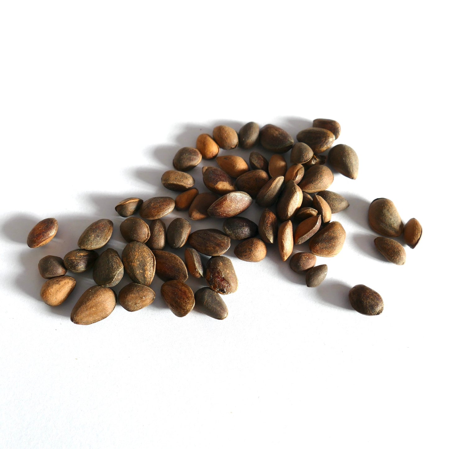 흰 배경에 흩어진 소나무 아르만디이 브라운 매끈한 씨앗 클로즈업