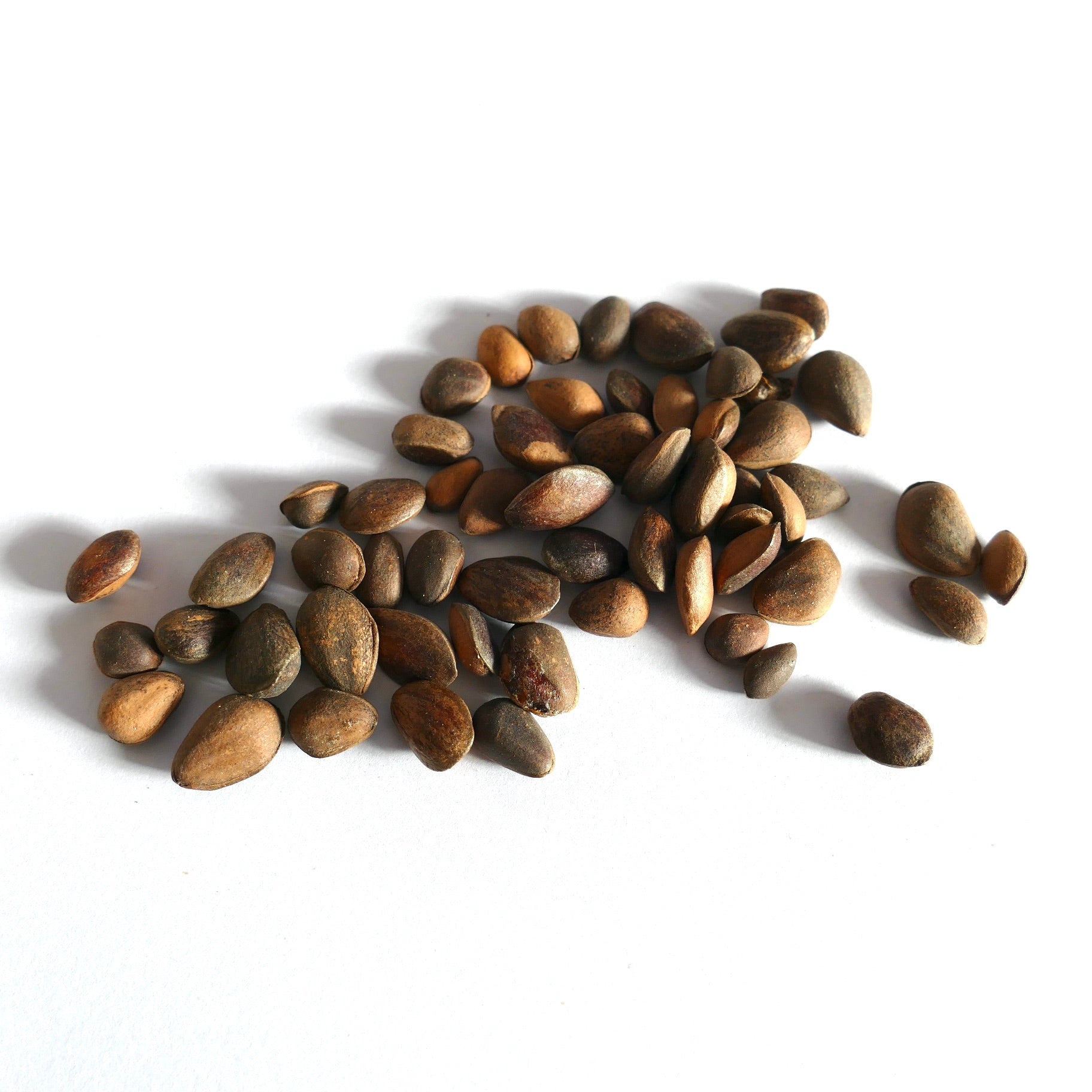 흰 배경에 흩어진 소나무 아르만디이 브라운 매끈한 씨앗 클로즈업