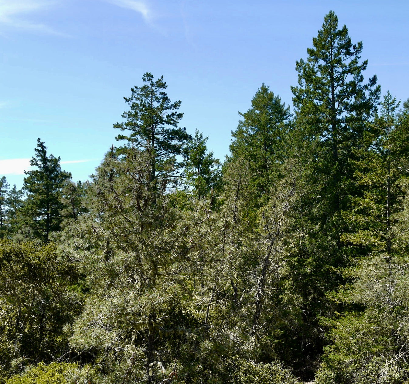 صنوبر أتنويتا شجرة صنوبر دائمة الخضرة طويلة ذات أوراق إبرية خضراء كثيفة تحت سماء صافية زرقاء