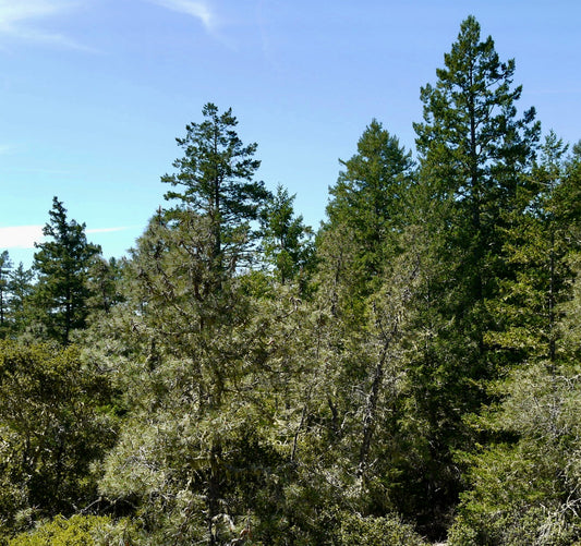 صنوبر أتنويتا شجرة صنوبر دائمة الخضرة طويلة ذات أوراق إبرية خضراء كثيفة تحت سماء صافية زرقاء