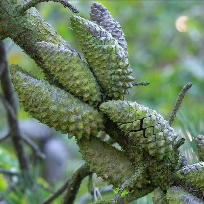 Pinus attenuata (Baja California, MEXICO)