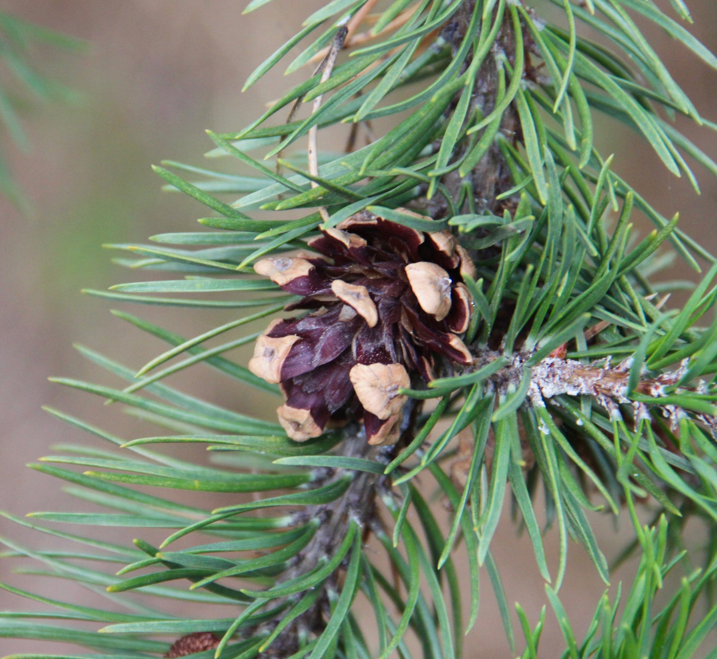 Pinus banksiana