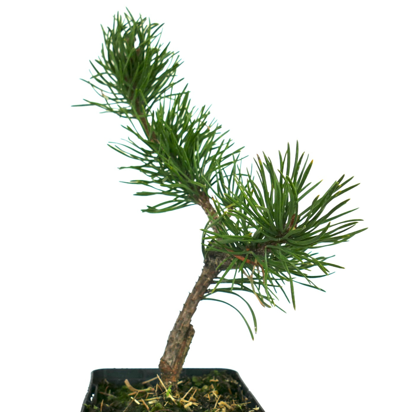 Pinus banksiana small bonsai with dense green needle clusters and textured bark