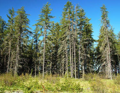 Pinus banksiana