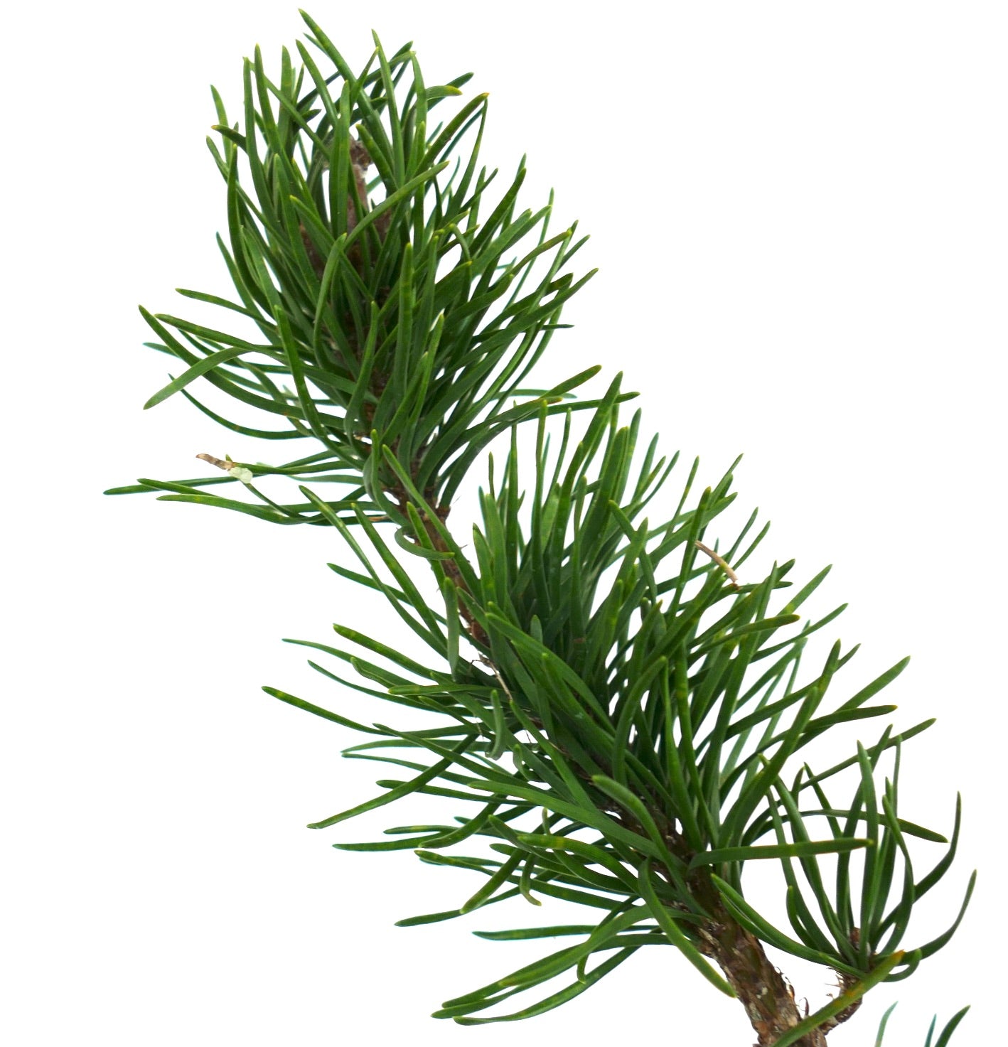 Pinus banksiana green needle cluster with dense, slender foliage on woody stem