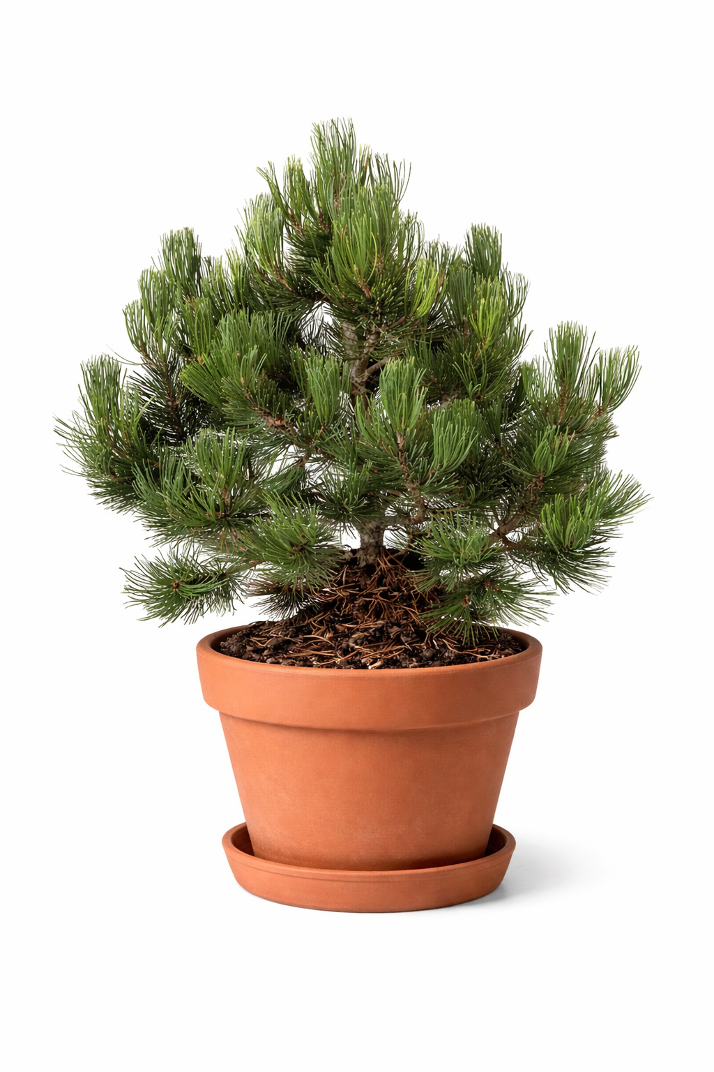 Pinus banksiana