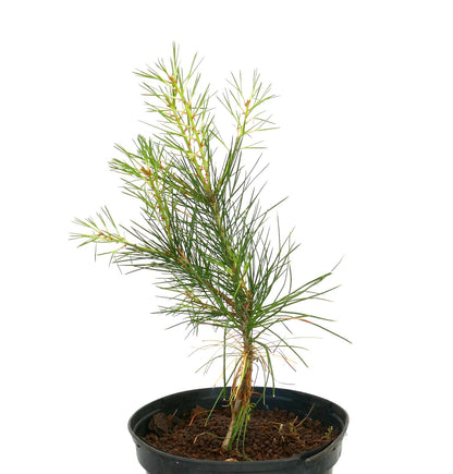 junger Pinus bungeana Nadelbaum mit schlanken grünen Nadeln im schwarzen Topf