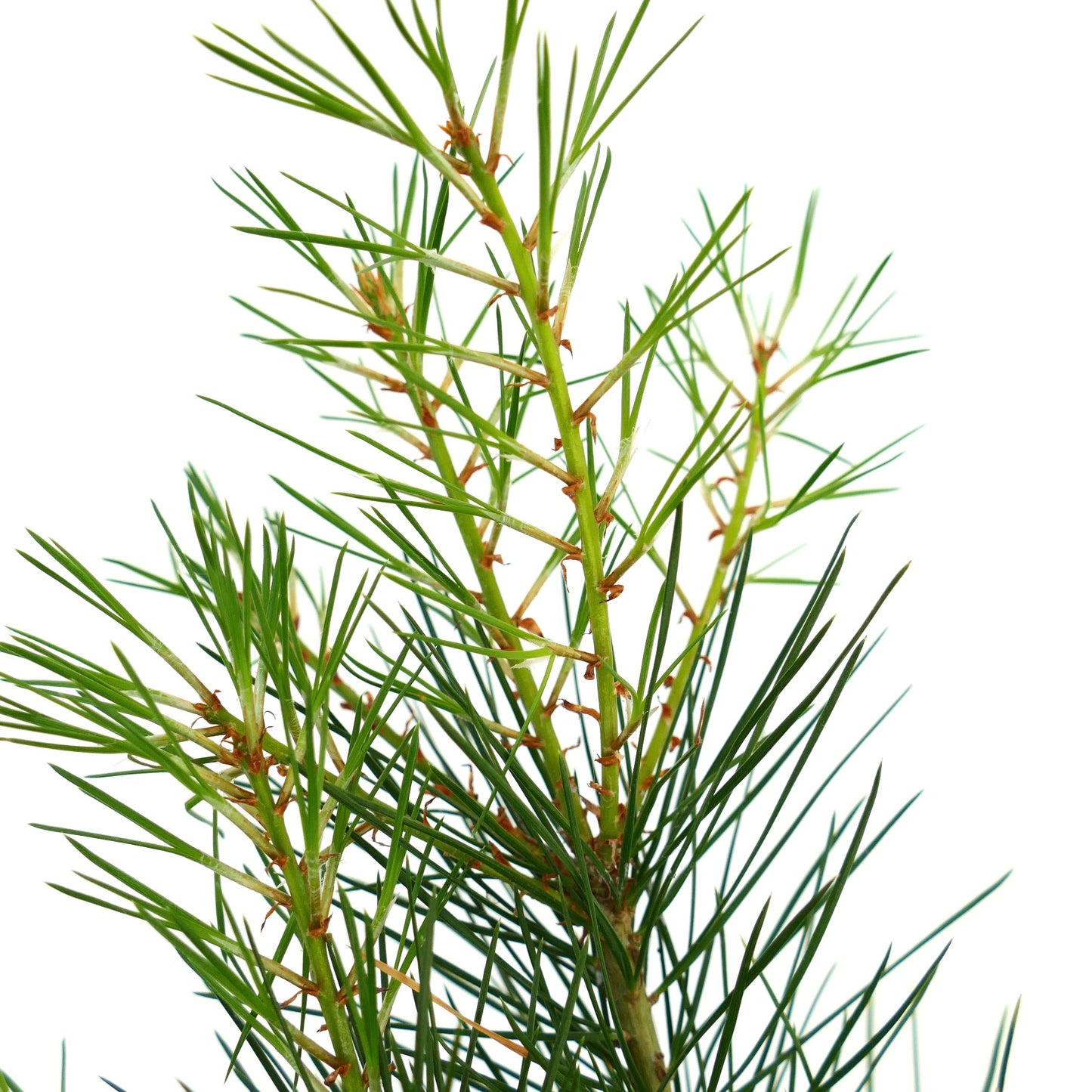 Pinus bungeana schlanke grüne Nadelbüschel an dünnen Ästen Nahaufnahme