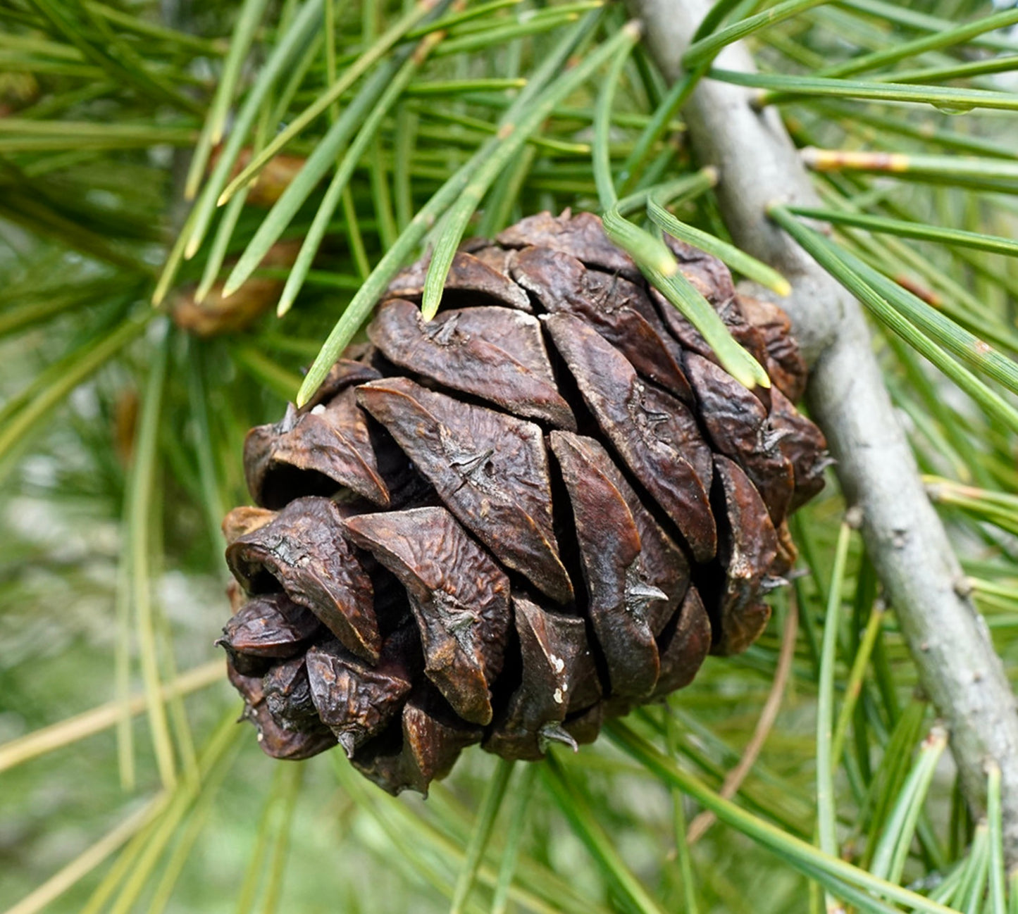 Pinus bungeana