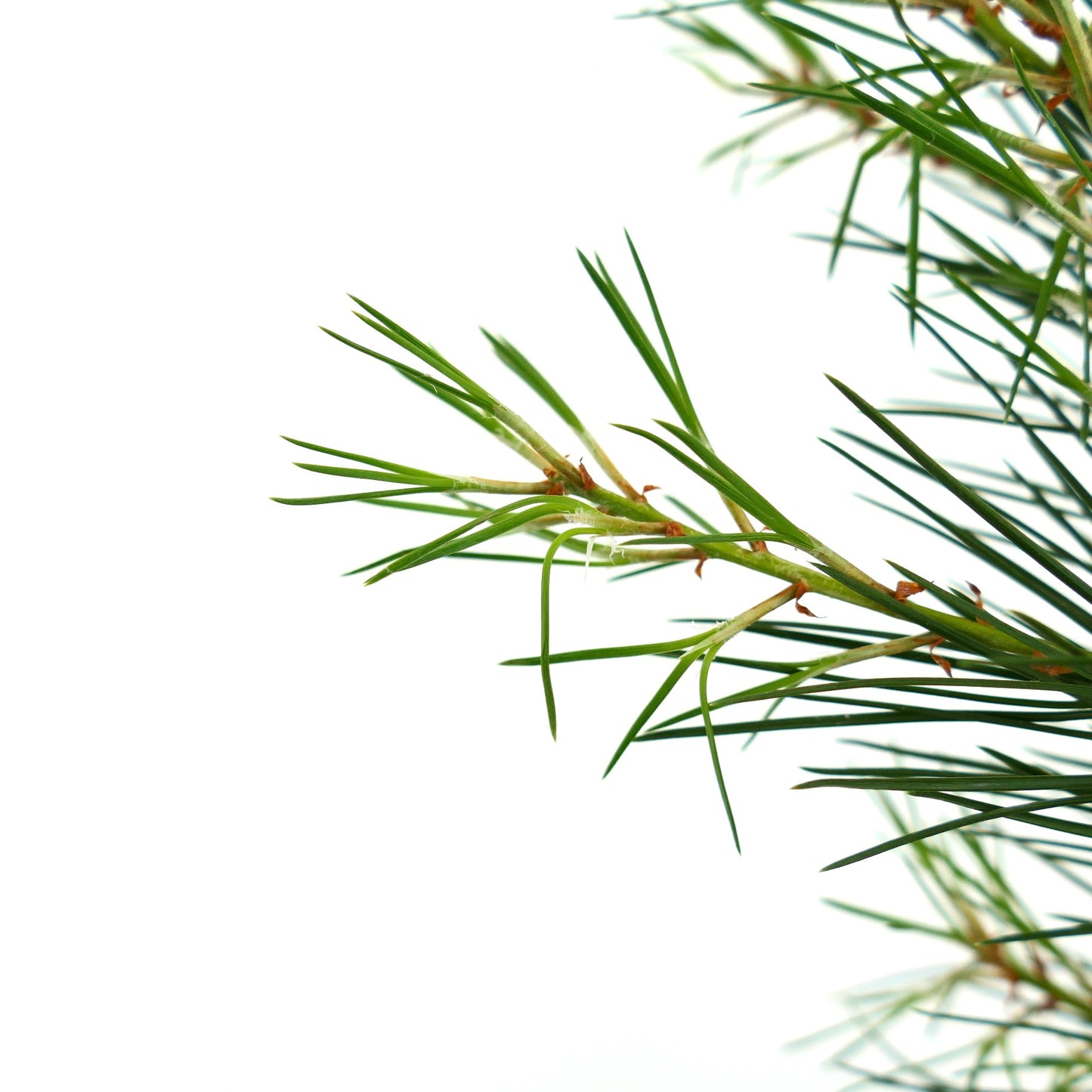 Pinus bungeana Nahaufnahme von grünen Nadelbüscheln an einem schlanken Zweig vor weißem Hintergrund