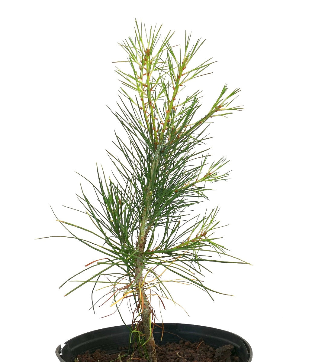 Junge Pinus bungeana-Konifere mit schlanken grünen Nadeln in schwarzem Pflanztopf