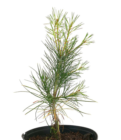 Junge Pinus bungeana-Konifere mit schlanken grünen Nadeln in schwarzem Pflanztopf