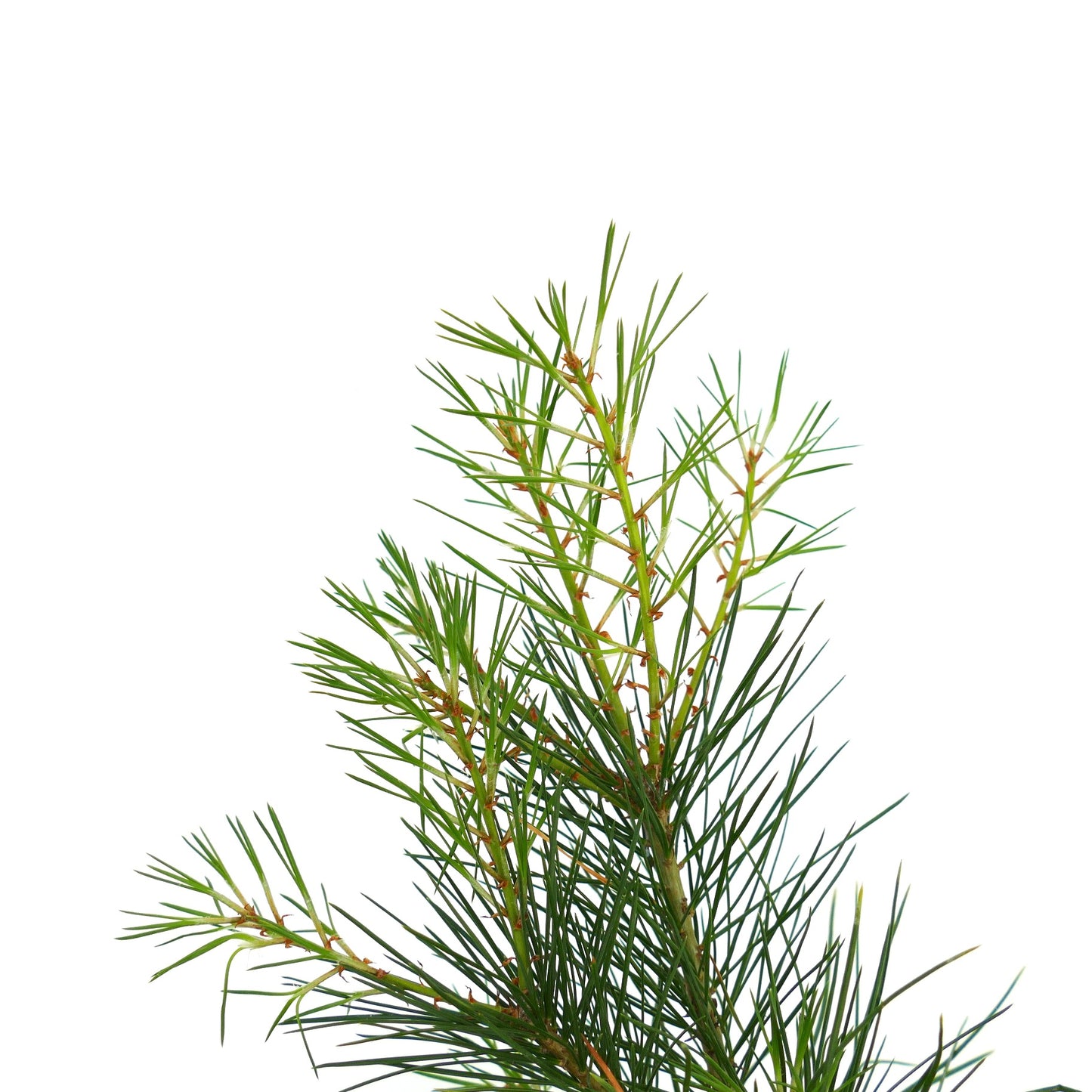 Pinus bungeana immergrüner Nadelbaum mit schlanken grünen Nadeln und zarter Aststruktur