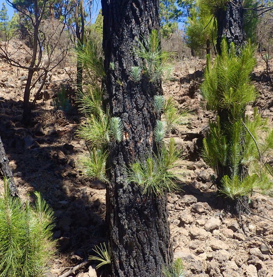 Pinus canariensis young green needle clusters sprouting from charred tree trunk in rocky terrain