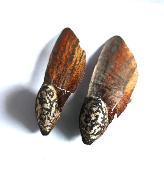 Pinus canariensis seeds with distinctive speckled pattern and winged brown textured surfaces