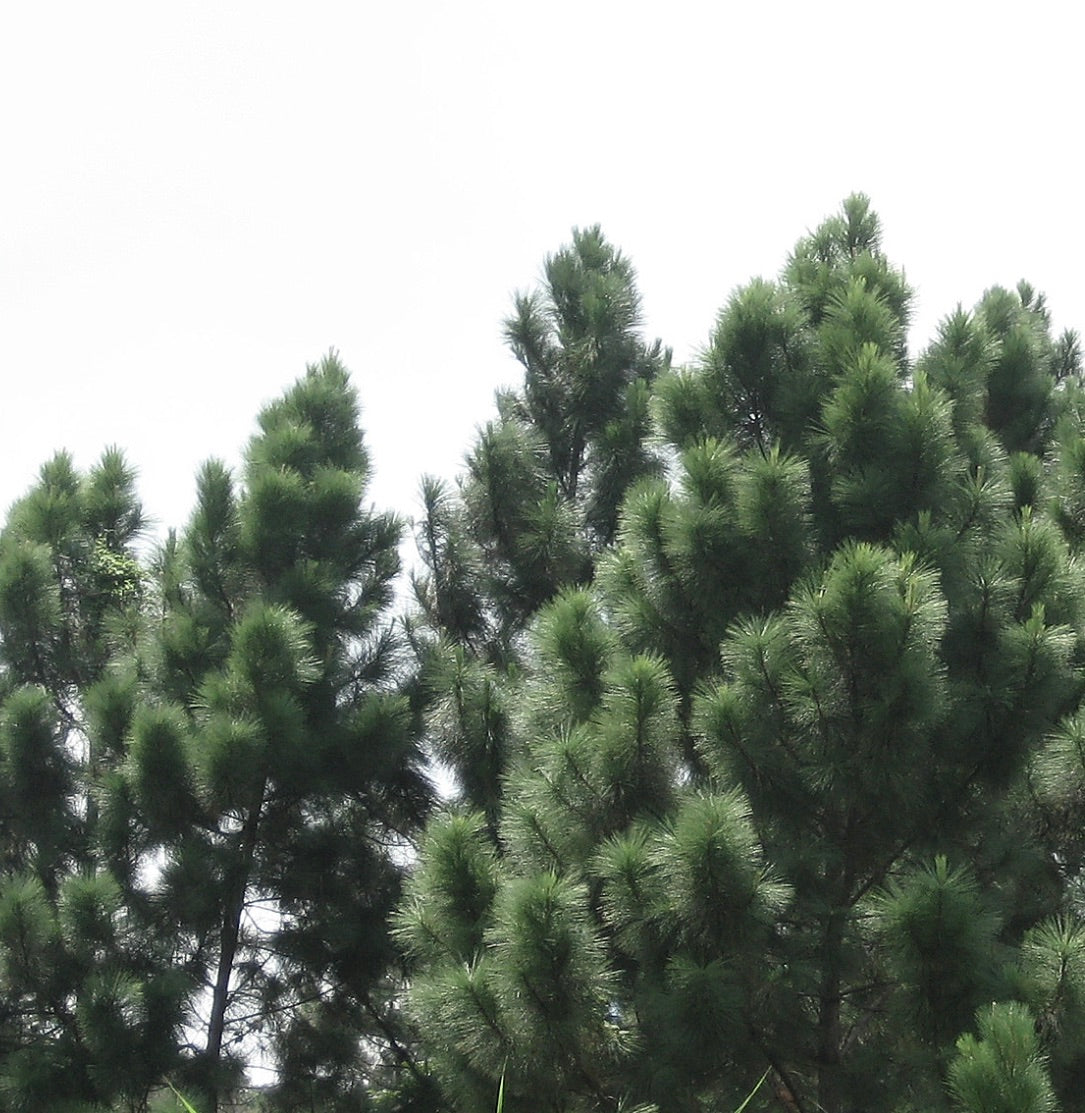 高くそびえるマツの木に密集しているピヌス・カリバエア var. ホンドゥレンシスの緑色の針状葉の房