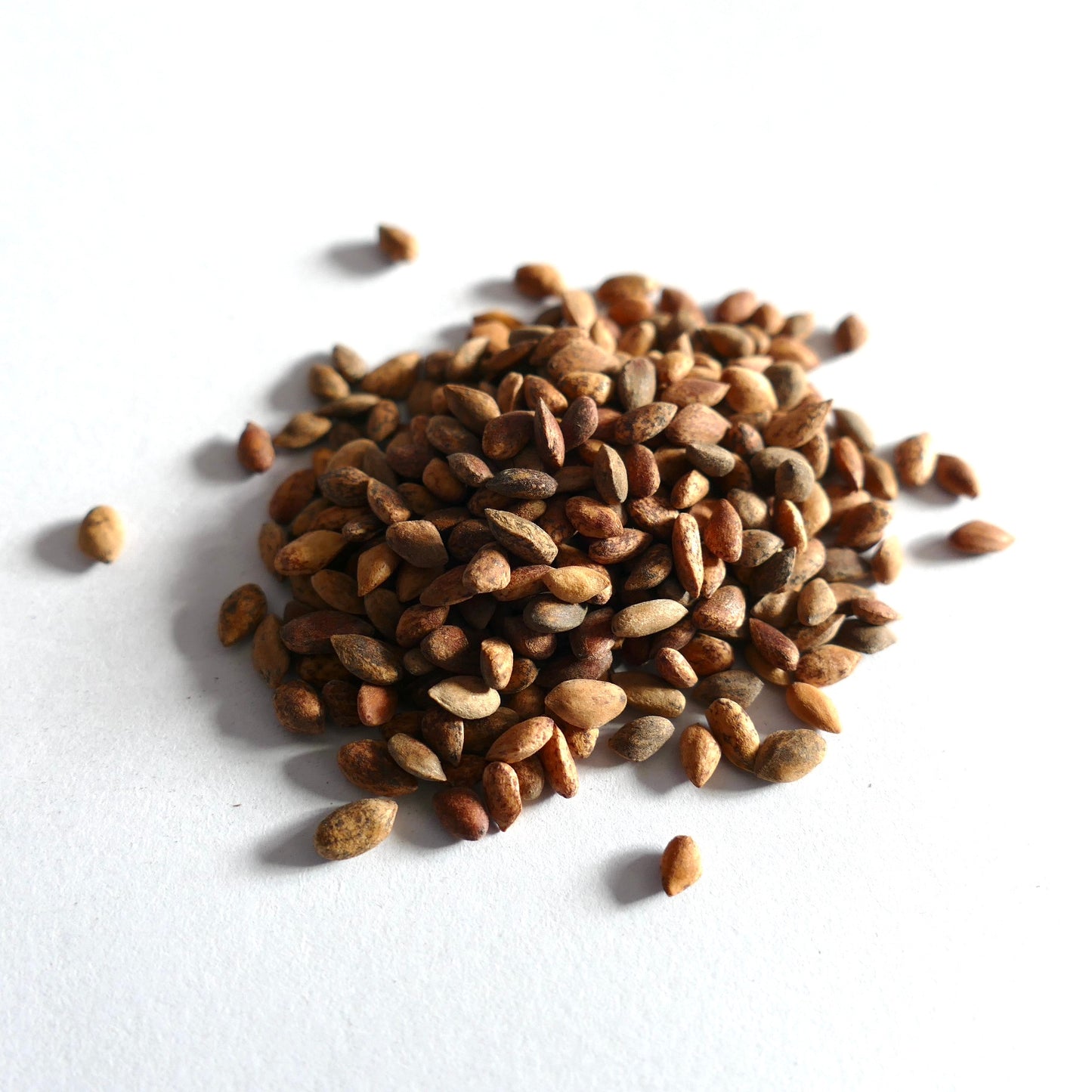 ホンジュラスカリブマツ（Pinus caribaea var. hondurensis）の小さな茶色い種子 白い背景 クローズアップ