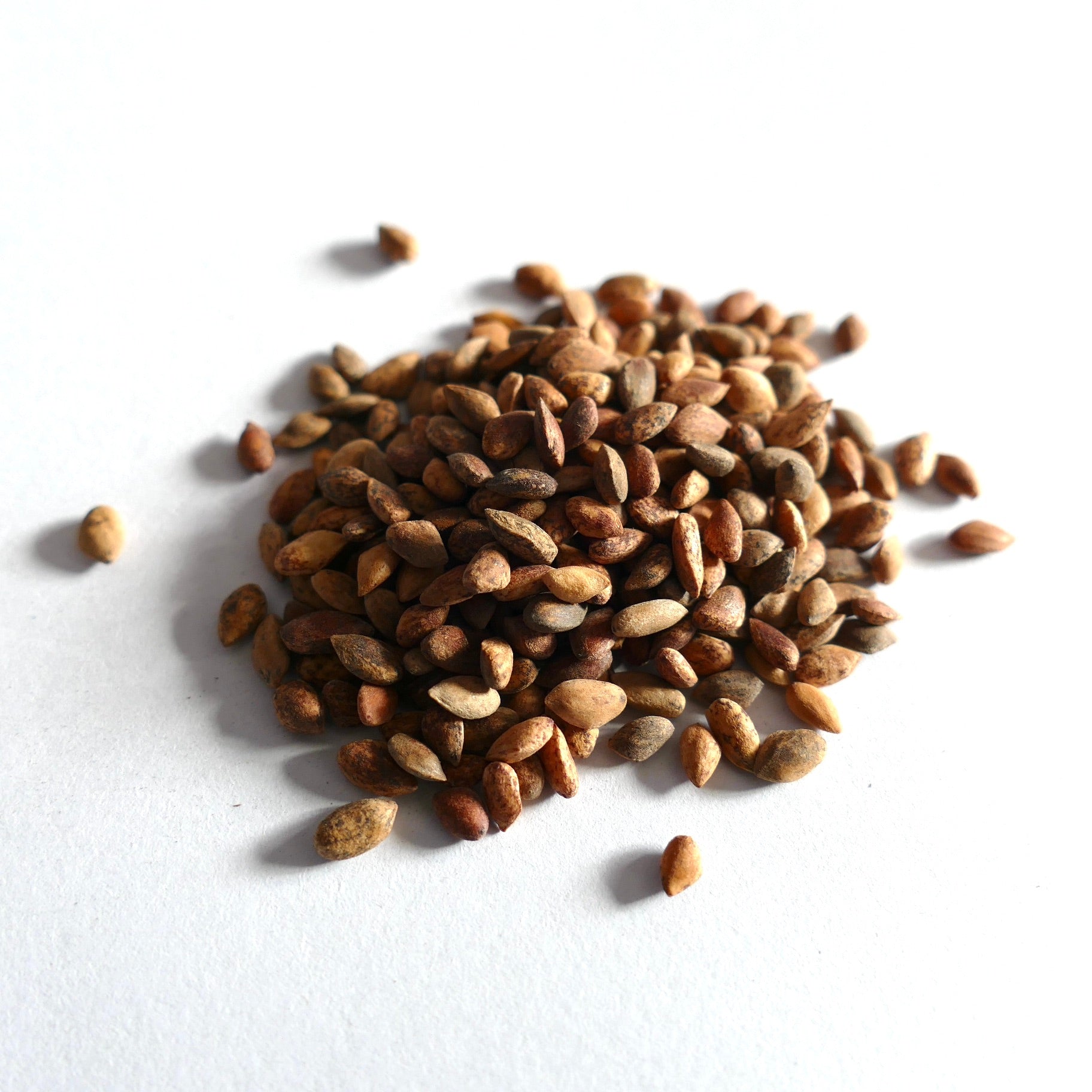 ホンジュラスカリブマツ（Pinus caribaea var. hondurensis）の小さな茶色い種子 白い背景 クローズアップ