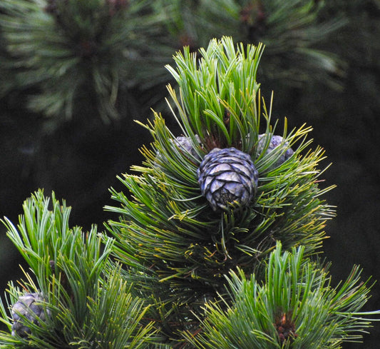 Pinus cembra with dense green needles and prominent purple pine cones close-up