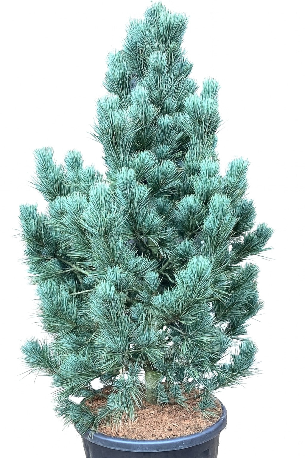 Pinus cembra KOMPAKT GLAUCA