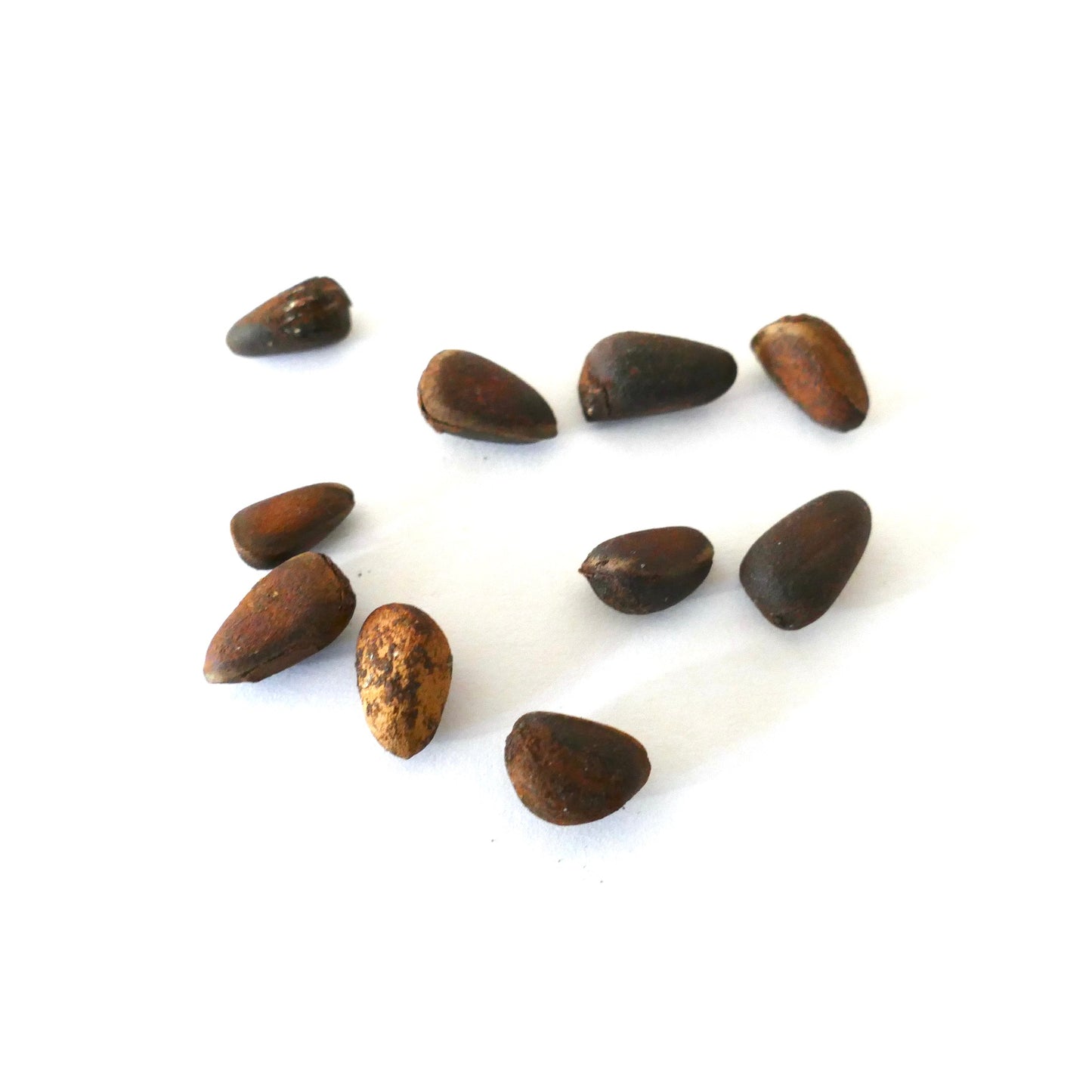 하얀 배경에 매끄러운 질감의 표면을 가진 소형 갈색 소나무 시엠브라 씨앗