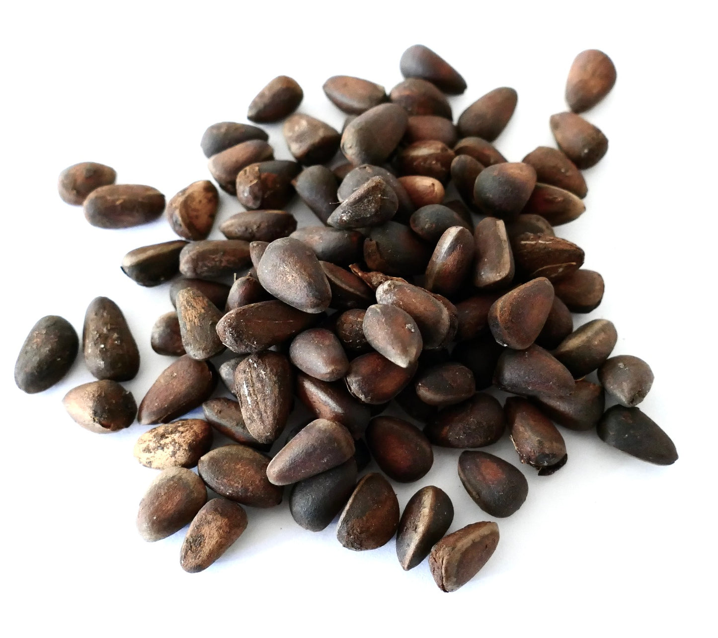 피누스 쎔브라 다크 브라운 침엽수 씨앗, 매끄러운 질감의 표면 클로즈업