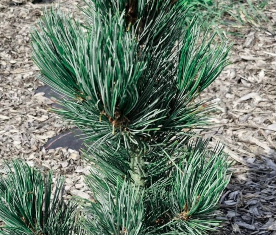Aghi sempreverdi densi di Pinus cembra con tonalità verde-blu e forma compatta di crescita