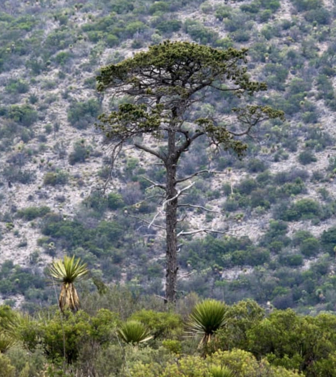 Pinus cembroides subsp. cembroides SEEDS