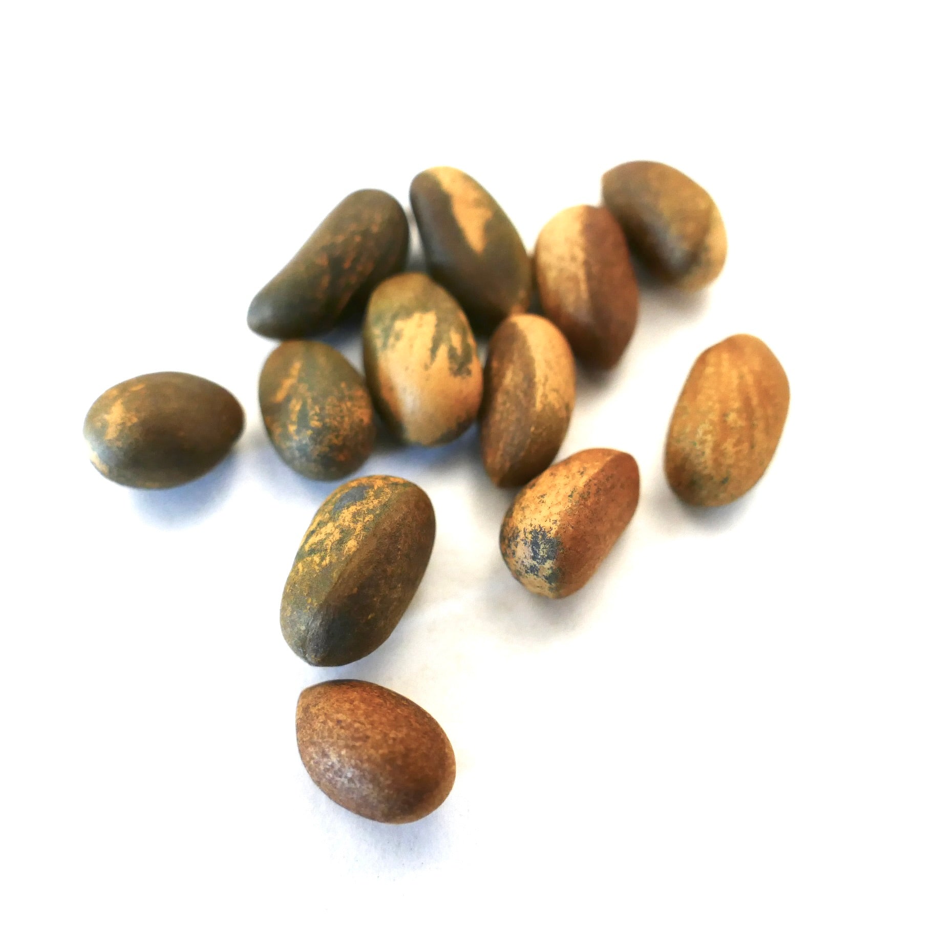 Pinus cembroides subsp. cembroides glatte brune og grønne furukjerner nærbilde på hvit bakgrunn