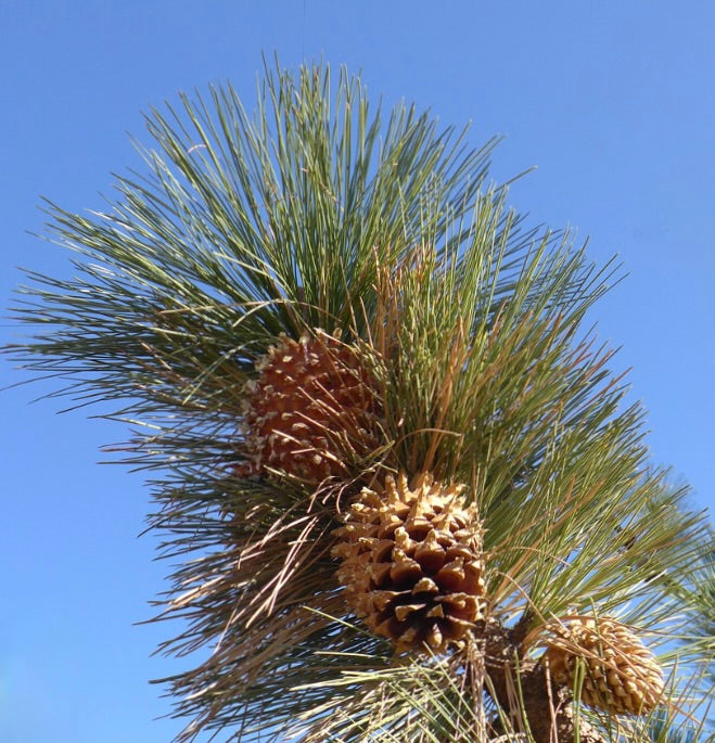 Pinus coulteri ausgewachsene Zapfen mit langen grünen Nadeln vor klarem blauem Himmel