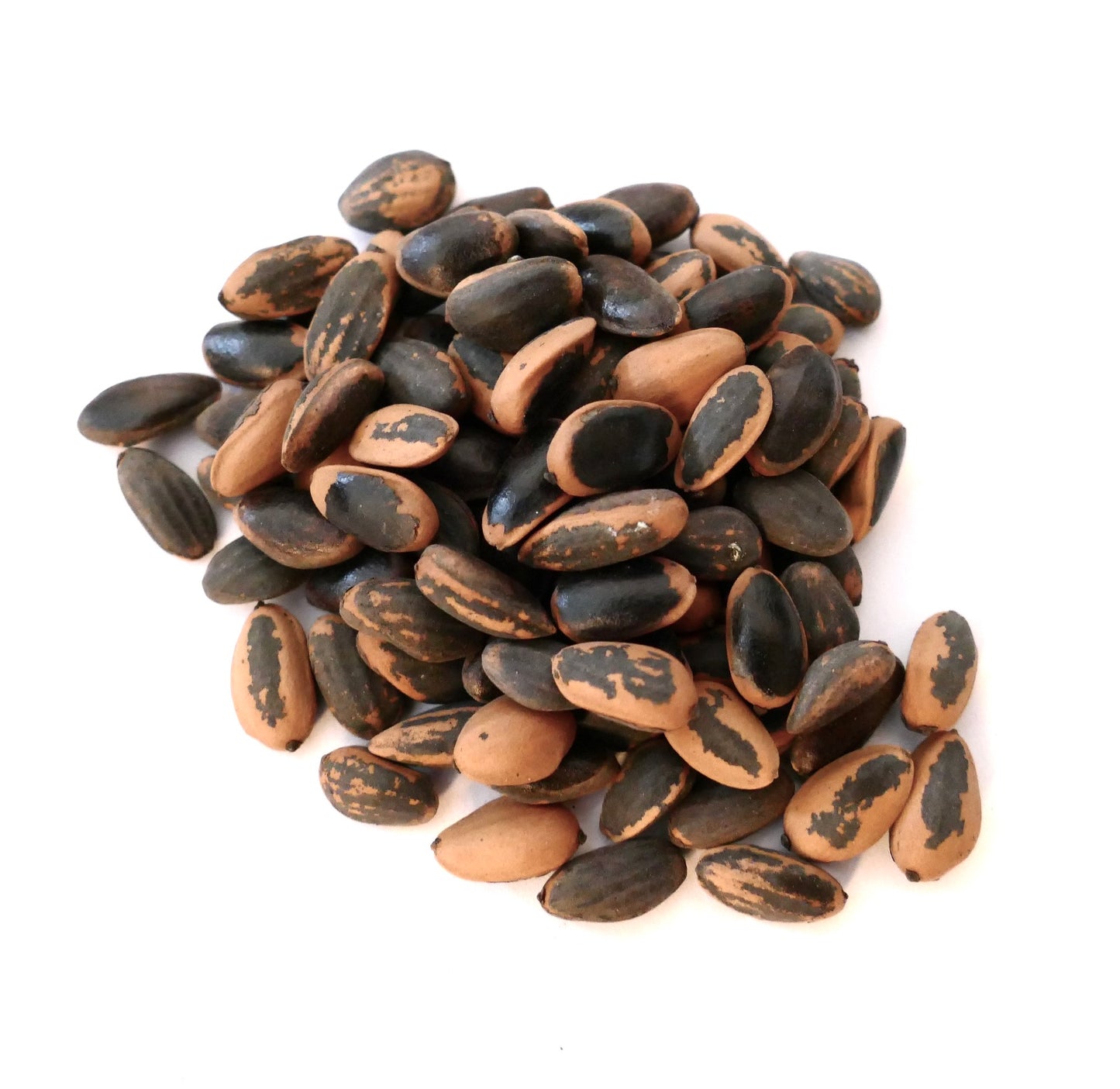 Große braune und schwarze Pinus coulteri Kiefernkerne mit glatter Textur, Nahaufnahme