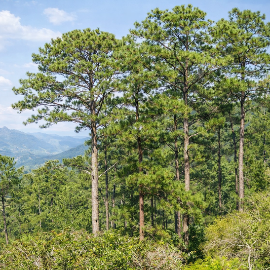 Pinus cubensis