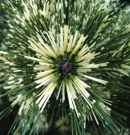 Pinus densiflora cv OCULIS DRACONIS VARIEGATED