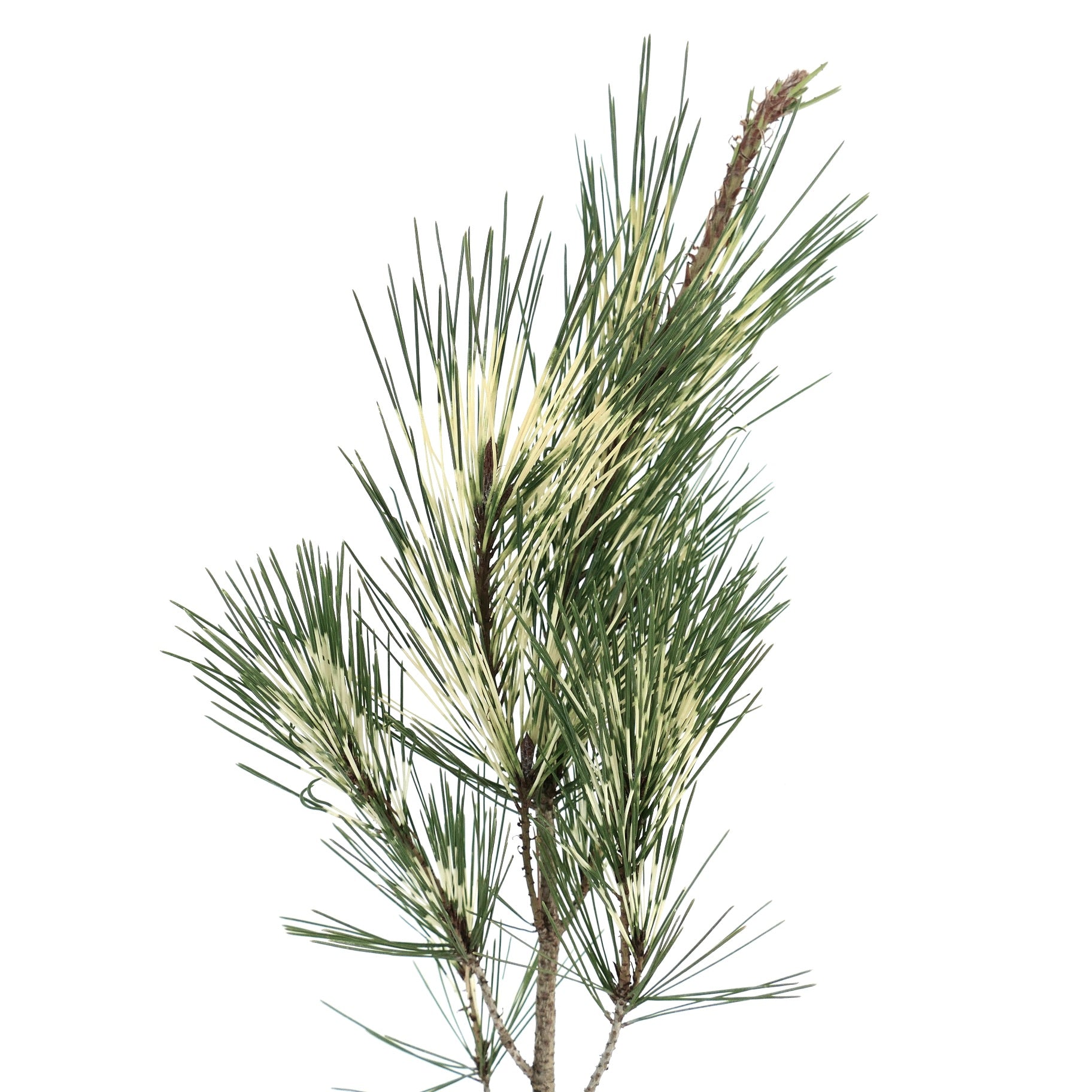 Pinus densiflora cv OCULIS DRACONIS variegated pine branch with green and cream needle variegation