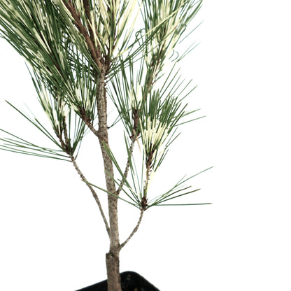 Pinus densiflora cv OCULIS DRACONIS variegated pine tree with green and white needle clusters