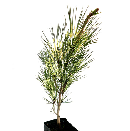 Pinus densiflora cv OCULIS DRACONIS young variegated pine tree with slender needles in black pot