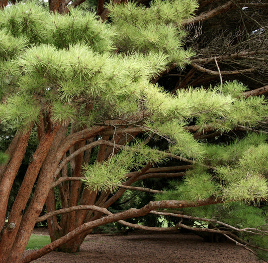 Pinus densiflora var. pendula 20-40cm