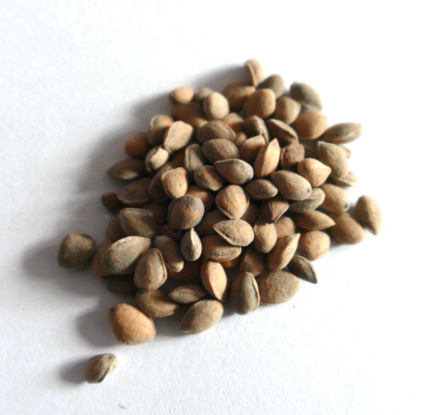 Gros plan sur des graines naturelles brunes de Pinus devoniana, à la texture lisse et en forme de larme