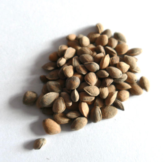 Semi naturali marroni di Pinus devoniana con texture liscia e forma a goccia, primo piano